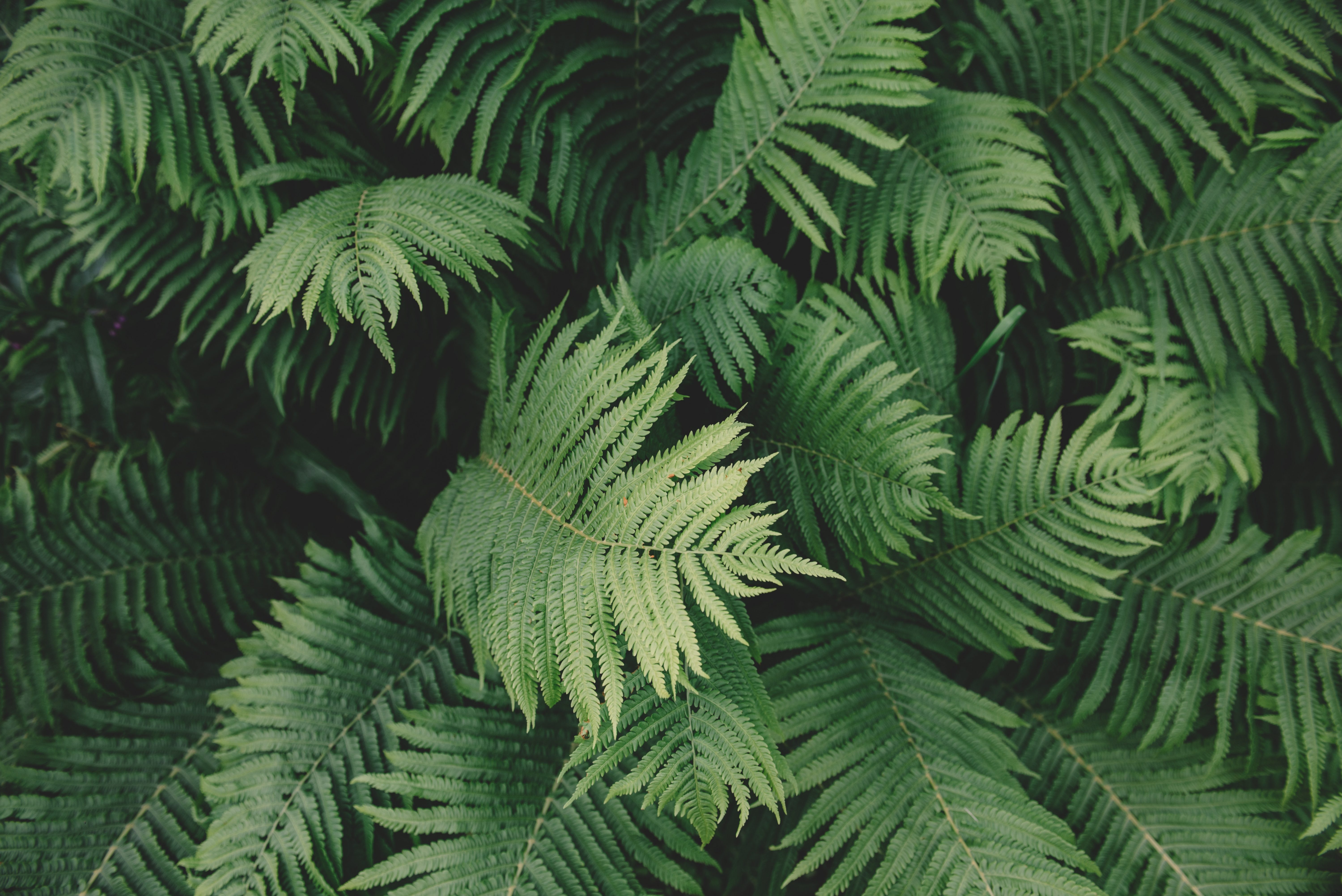 plant medicine retreats california