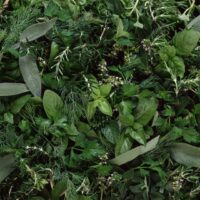 Herbal Antivirals