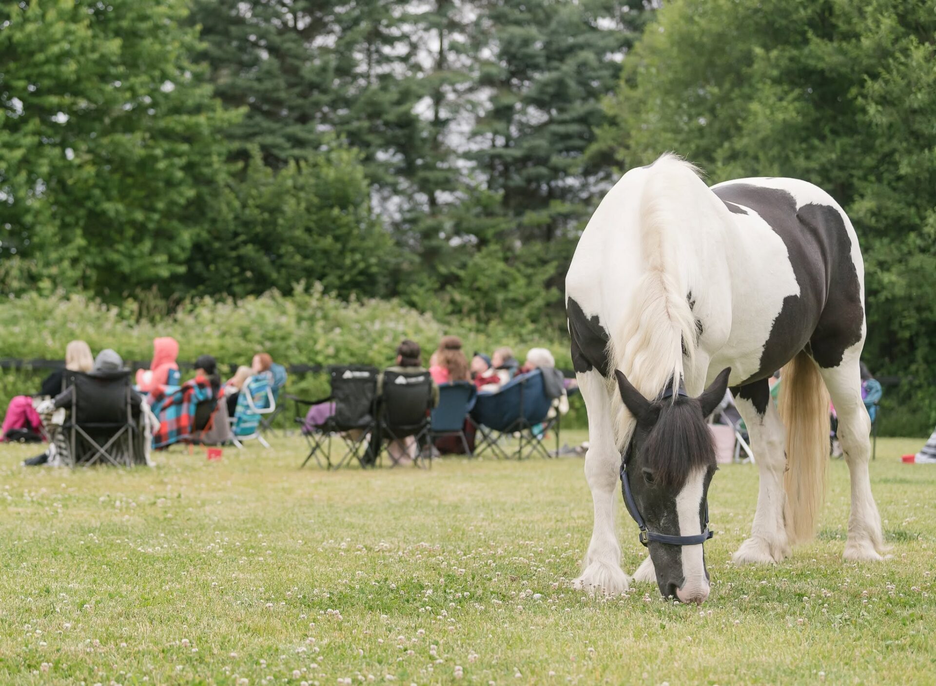 equine therapy unique counselling sessions