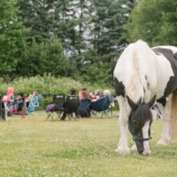 equine therapy unique counselling sessions