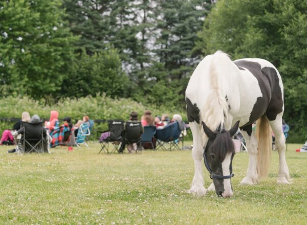 equine therapy unique counselling sessions